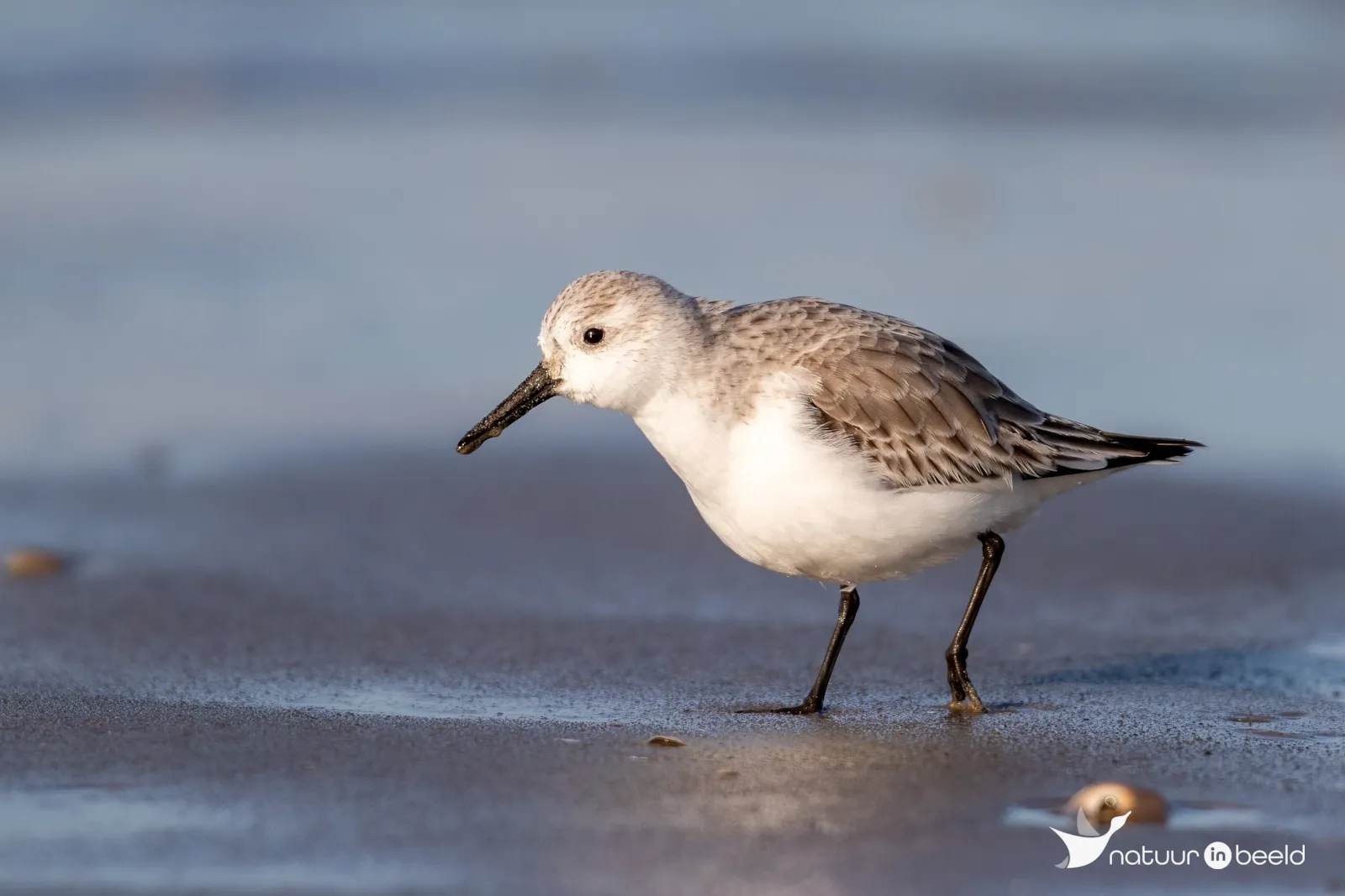 Drieteenstrandloper — natuurfoto van Johan van Beilen