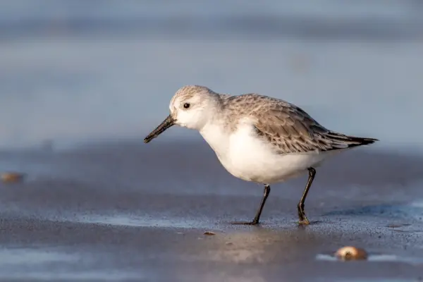 Drieteenstrandloper