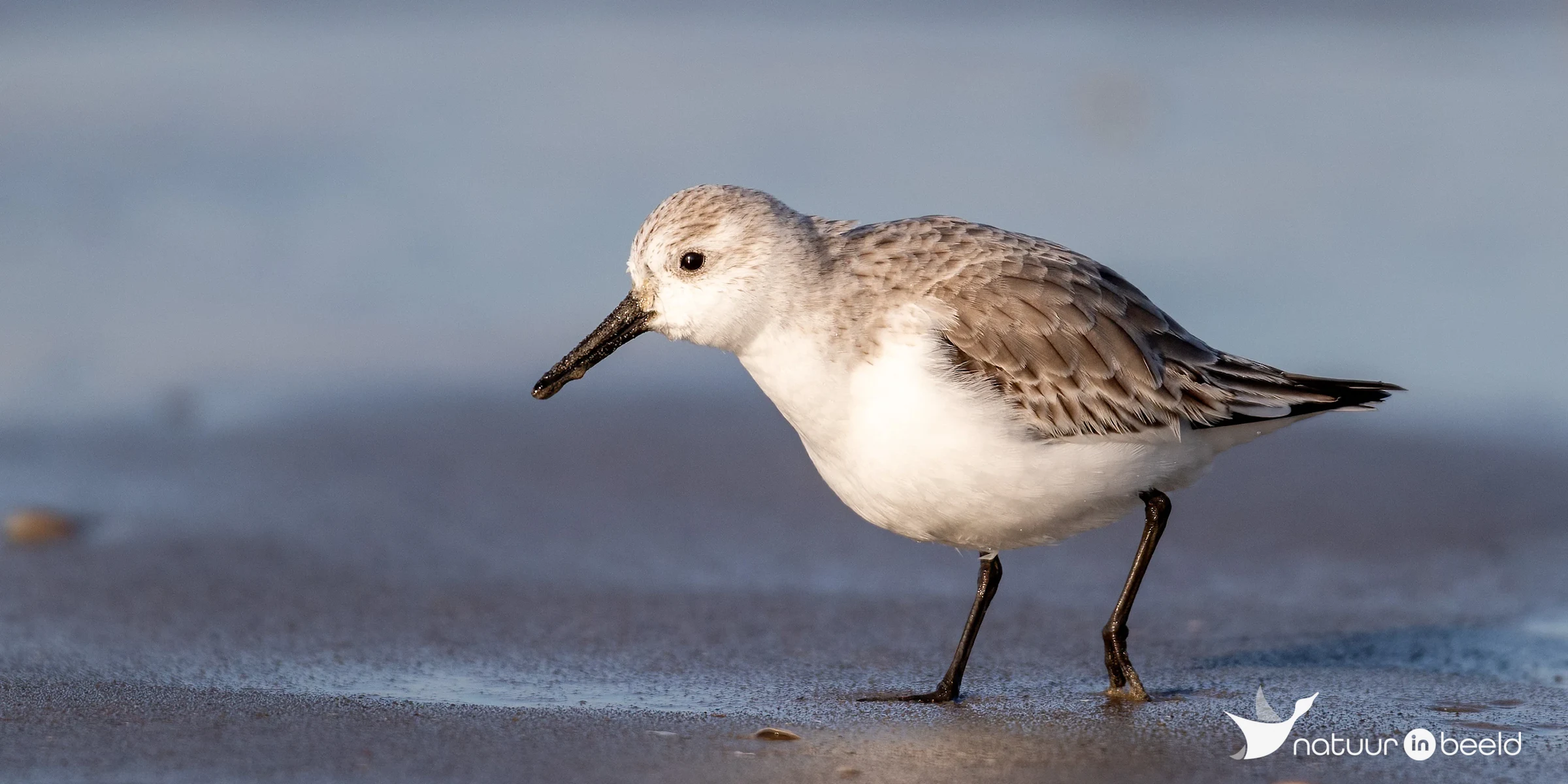 Drieteenstrandloper — natuurfoto van Johan van Beilen