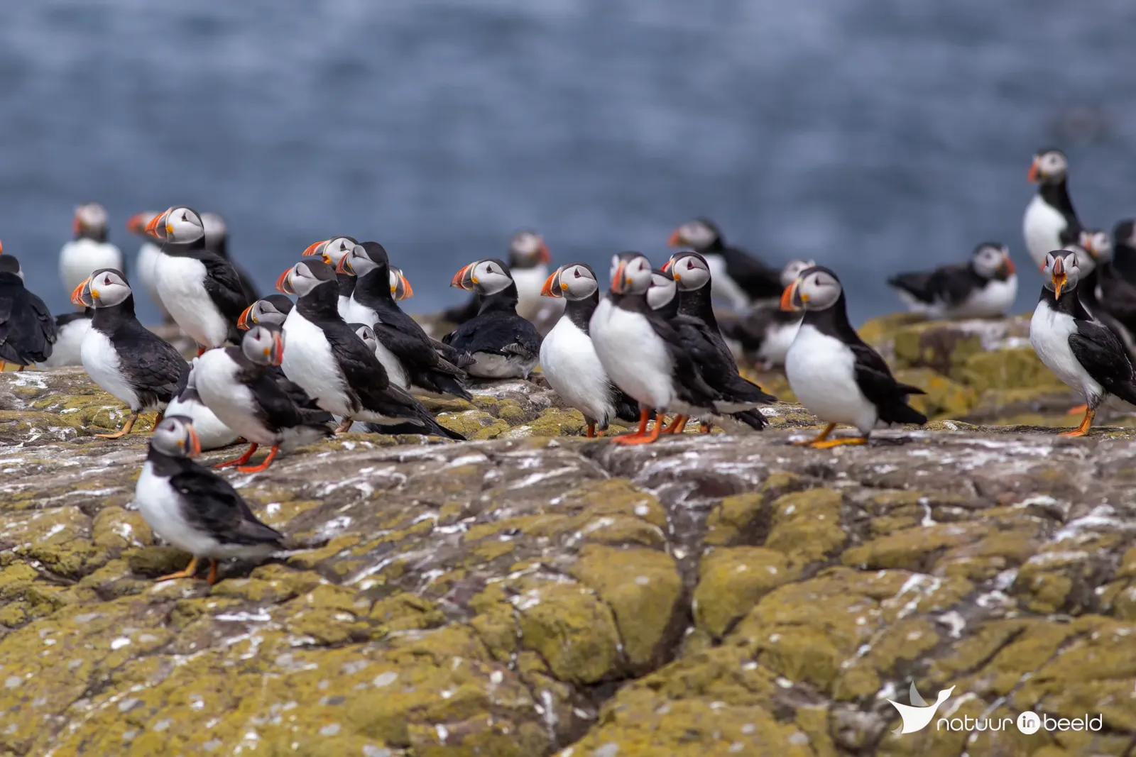 Papegaaiduikers op Inner Farne — natuurfoto van Johan van Beilen