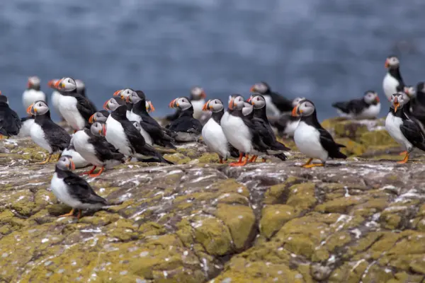 Papegaaiduikers op Inner Farne
