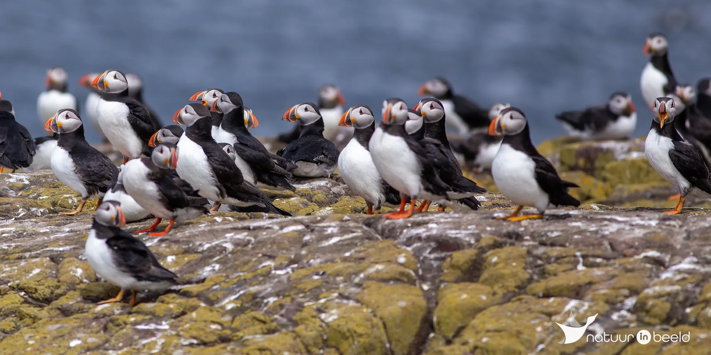 Papegaaiduikers op Inner Farne — natuurfoto van Johan van Beilen