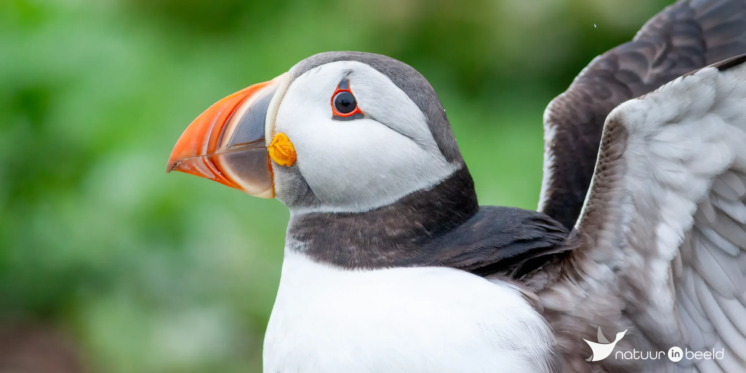 Close-up van een papegaaiduiker — natuurfoto van Johan van Beilen