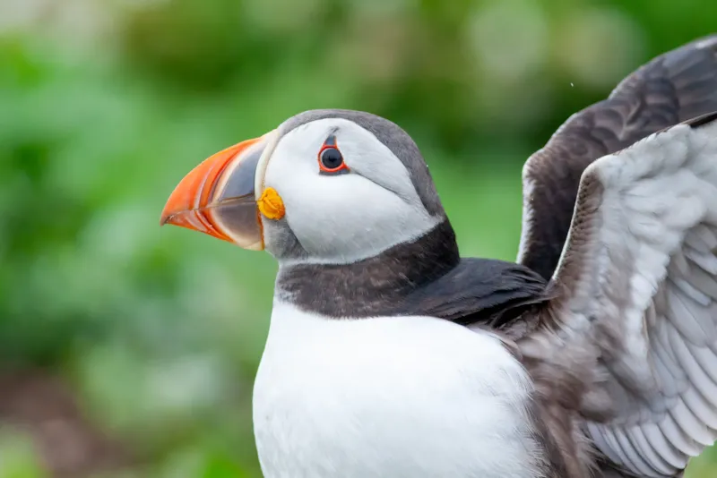 Close-up van een papegaaiduiker
