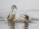Roodkeelduiker