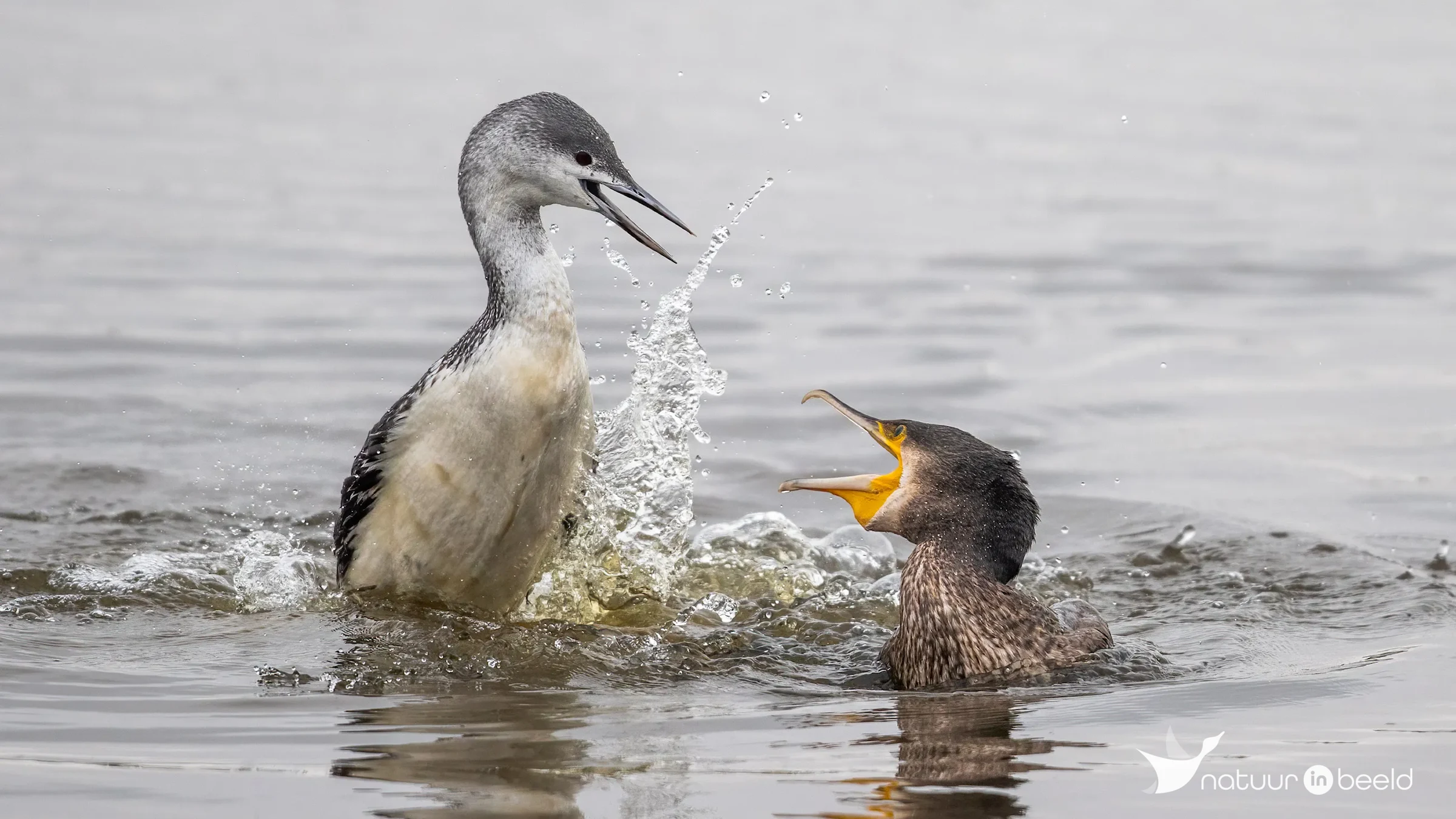 Roodkeelduiker in gevecht — natuurfoto van Johan van Beilen