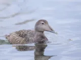 Eider