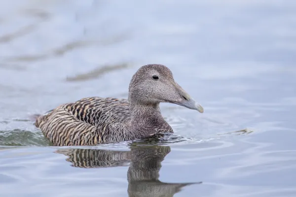Eider