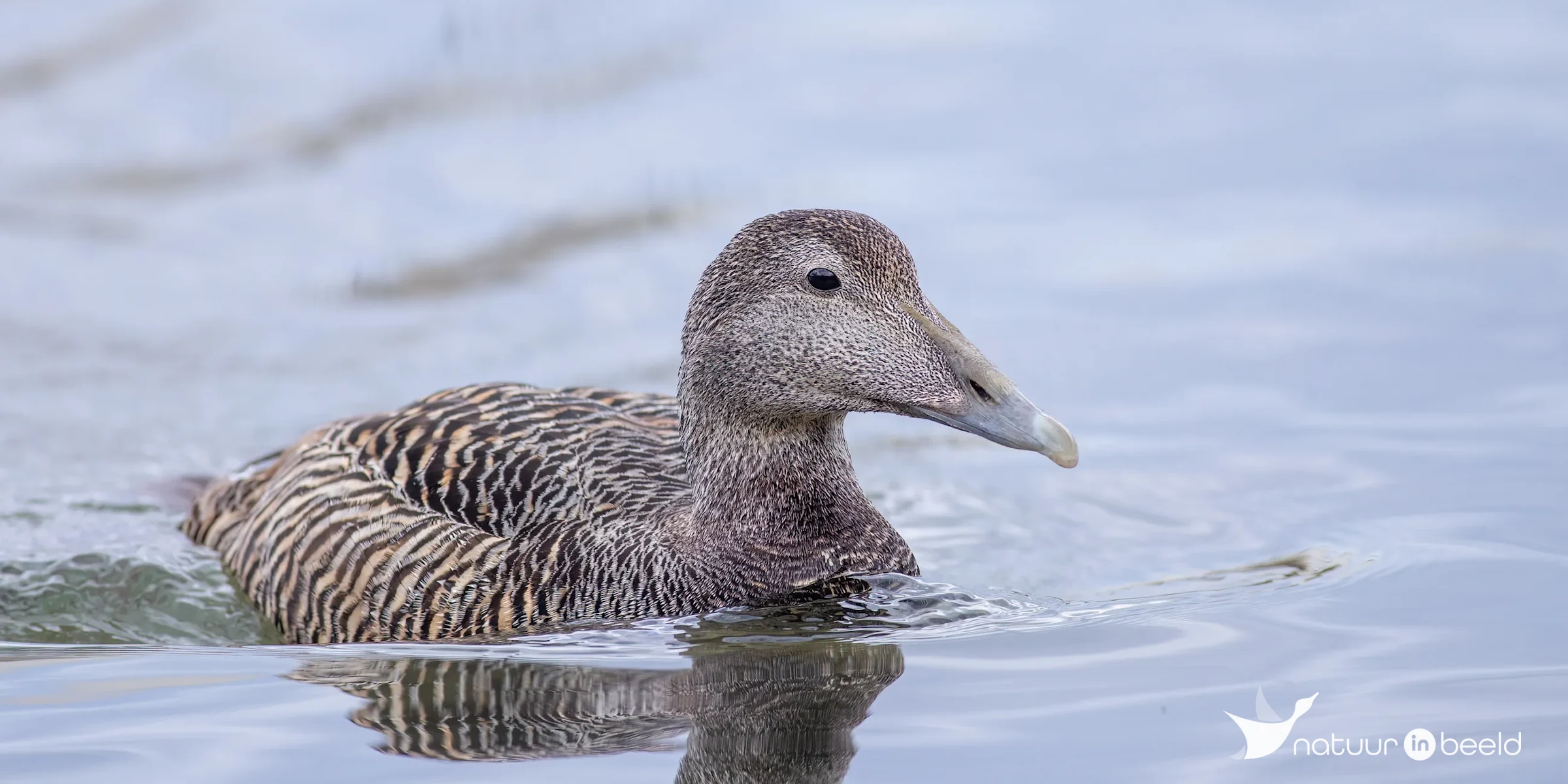 Eider (vrouw) — natuurfoto van Johan van Beilen