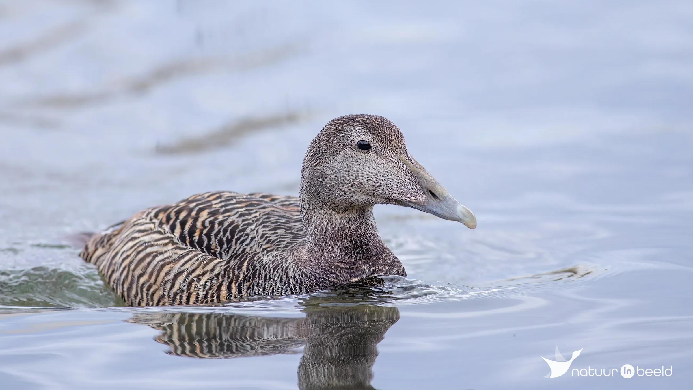 Eider (vrouw) — natuurfoto van Johan van Beilen