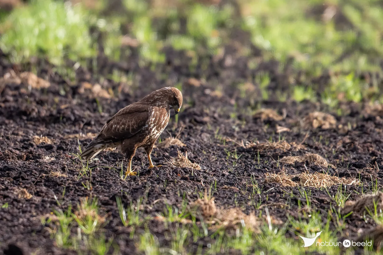 Buizerd — natuurfoto van Johan van Beilen