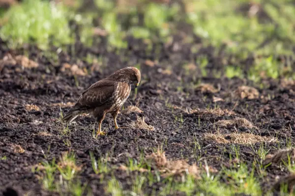 Buizerd