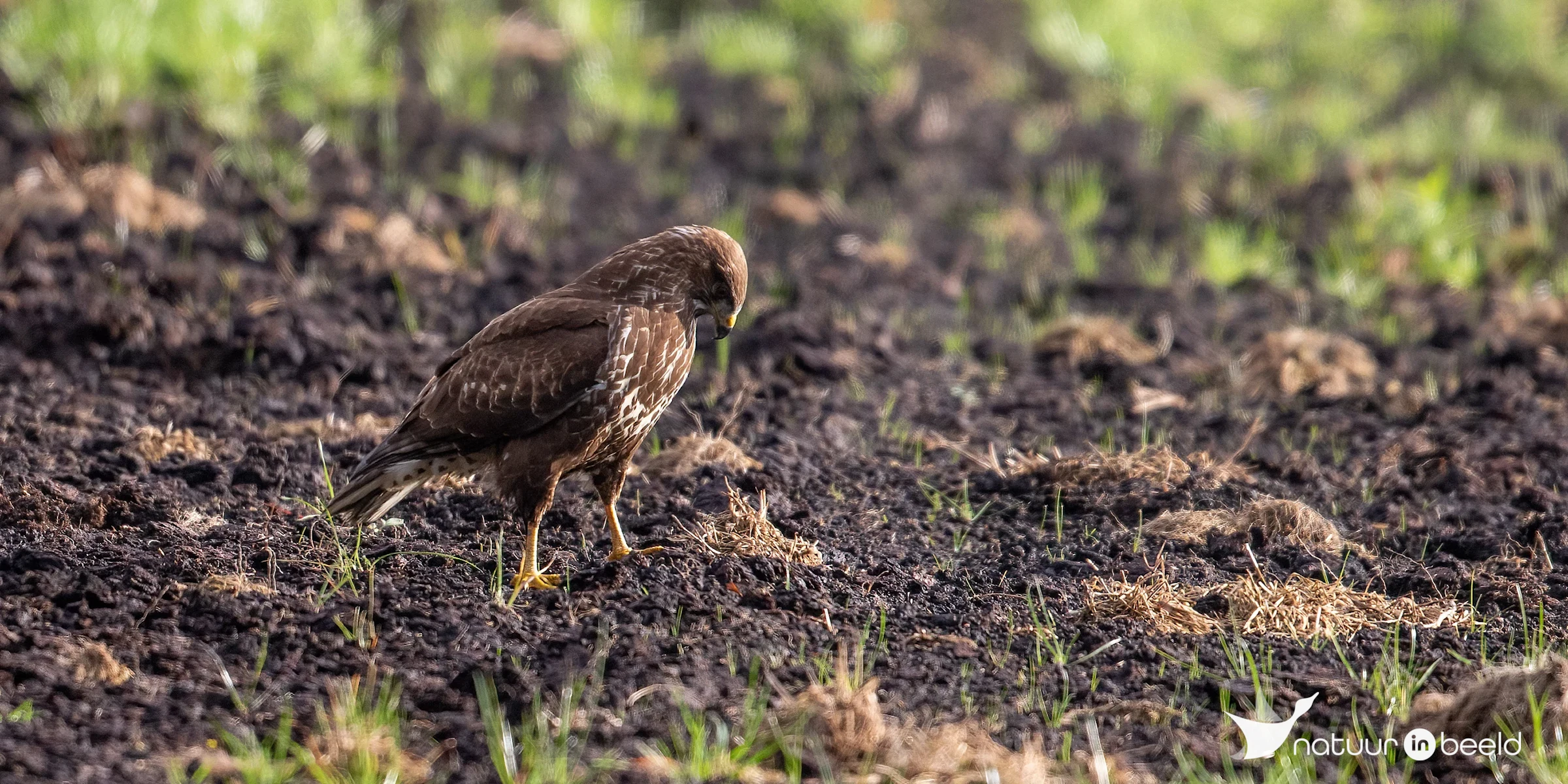 Buizerd — natuurfoto van Johan van Beilen