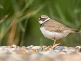 Kleine plevier