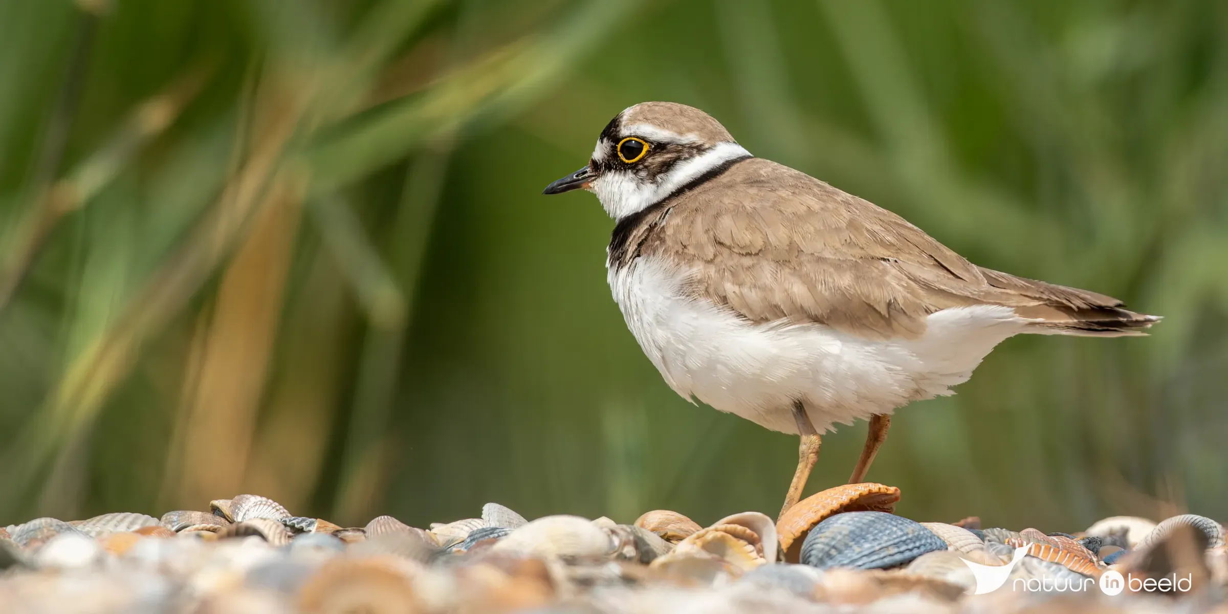 Kleine plevier — natuurfoto van Johan van Beilen