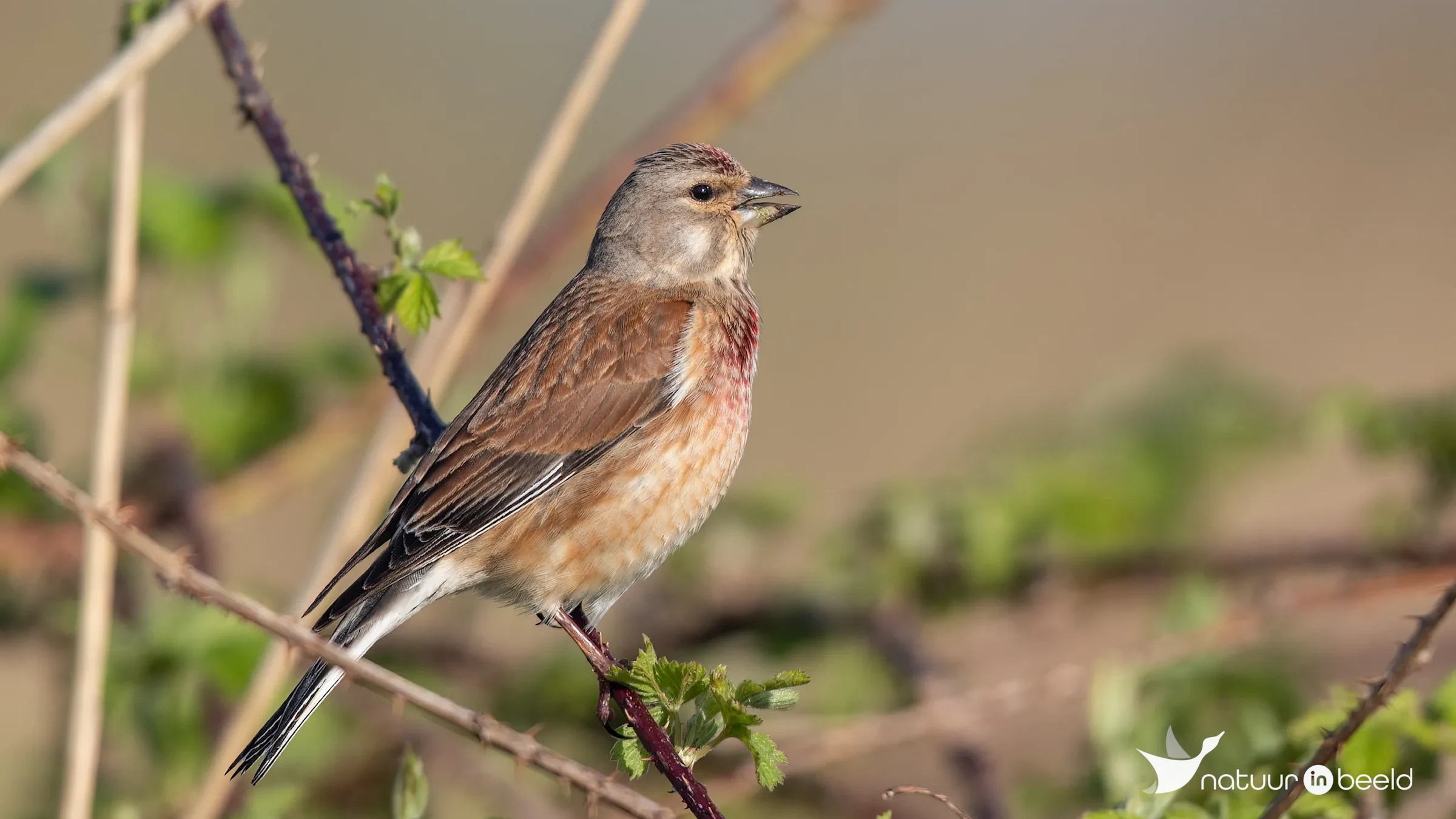 Kneu (mannetje) — natuurfoto van Johan van Beilen