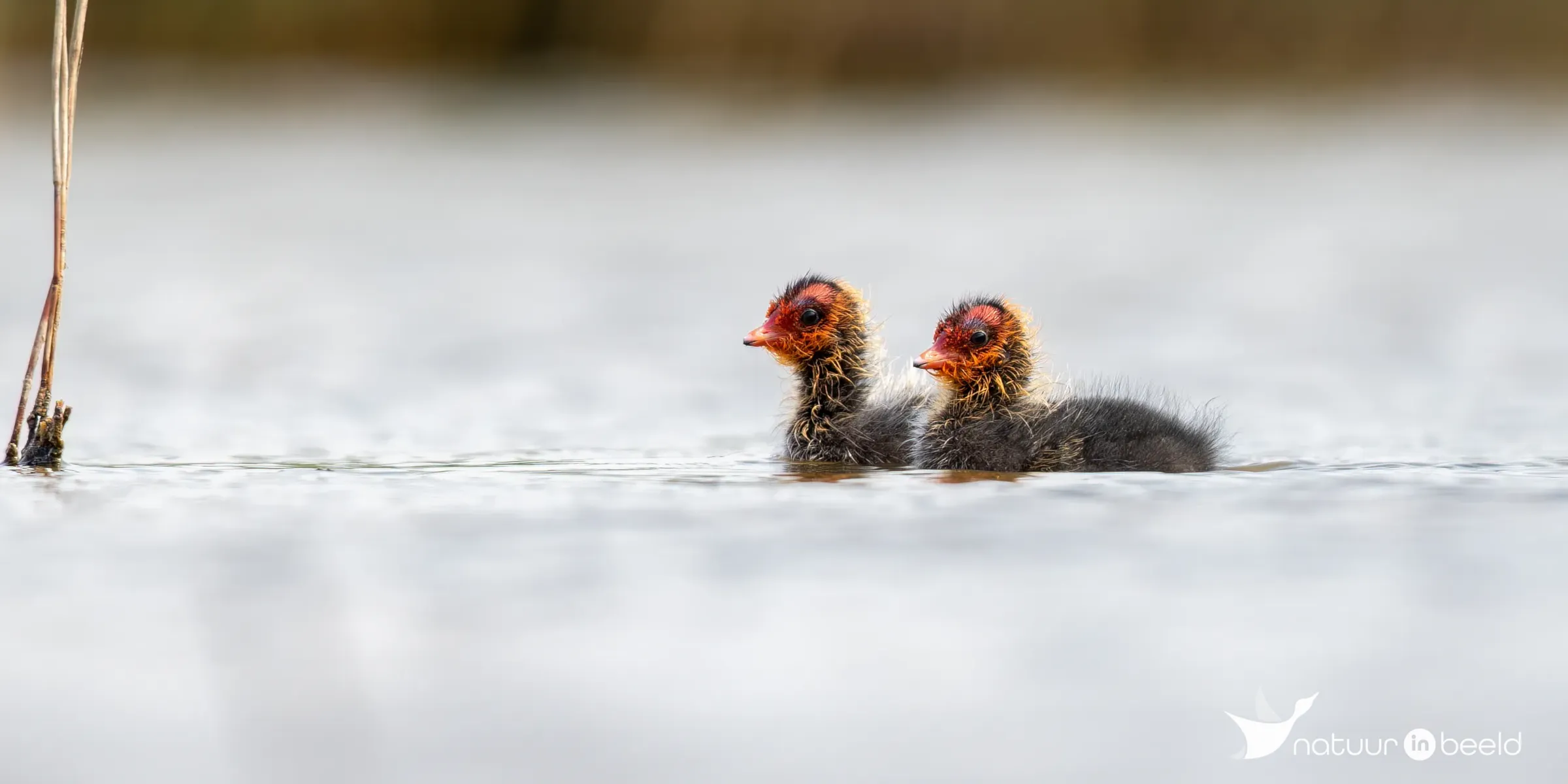 Jonge meerkoetjes — natuurfoto van Johan van Beilen