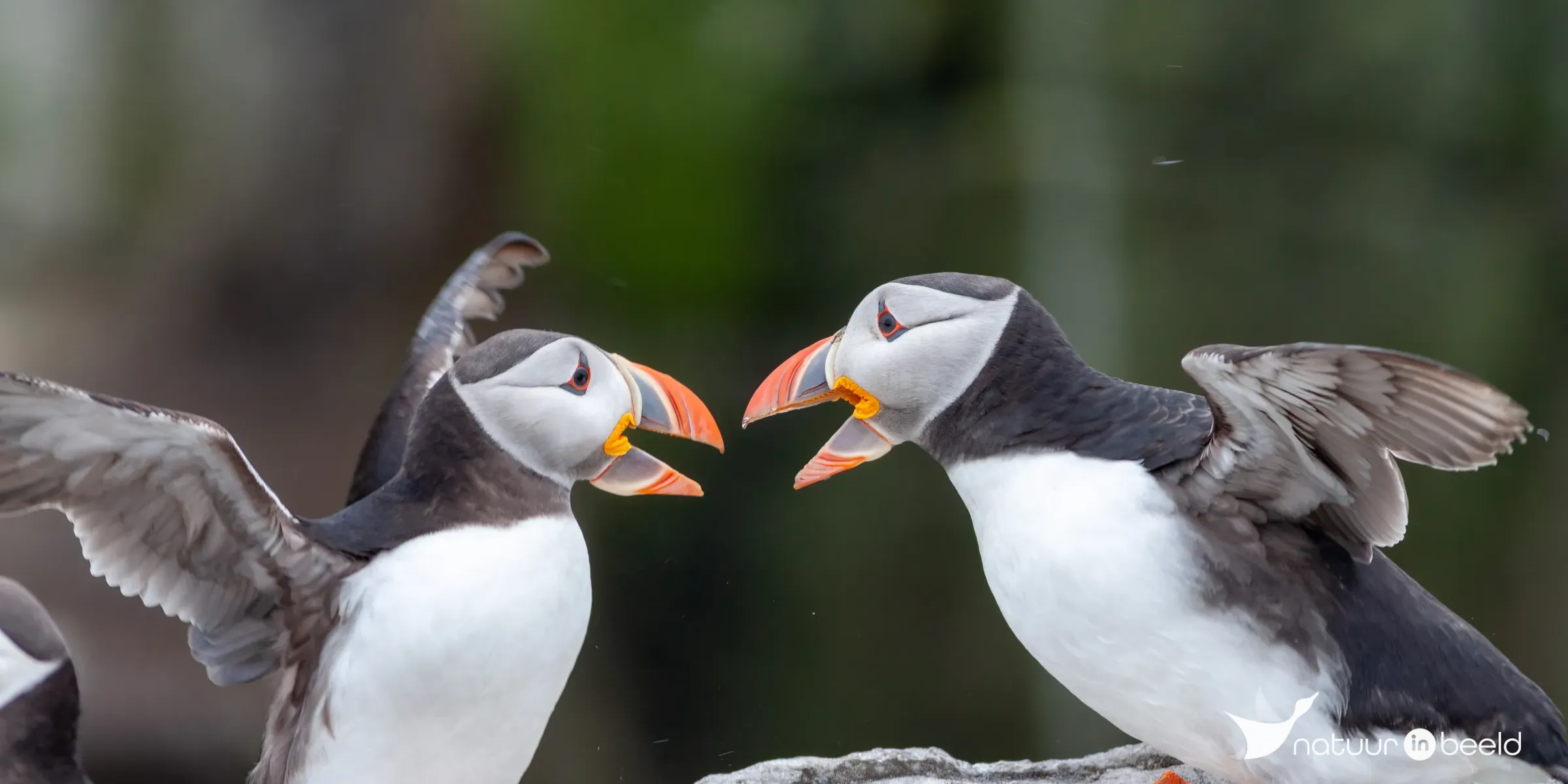 Papegaaiduikers in gevecht — natuurfoto van Johan van Beilen
