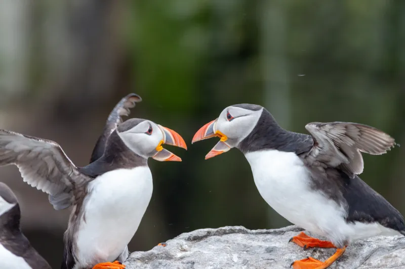 Papegaaiduikers in gevecht
