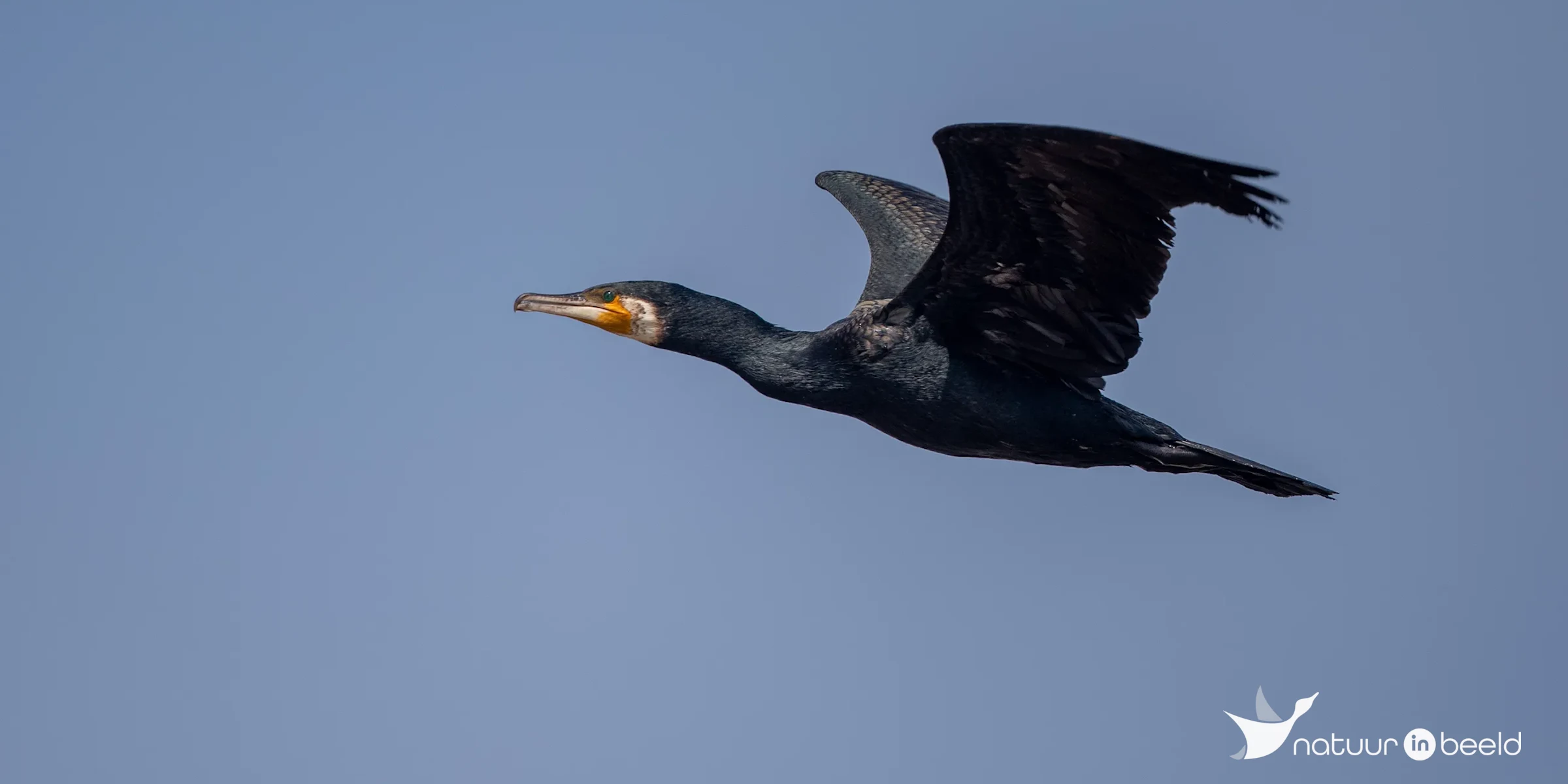Aalscholver — natuurfoto van Johan van Beilen