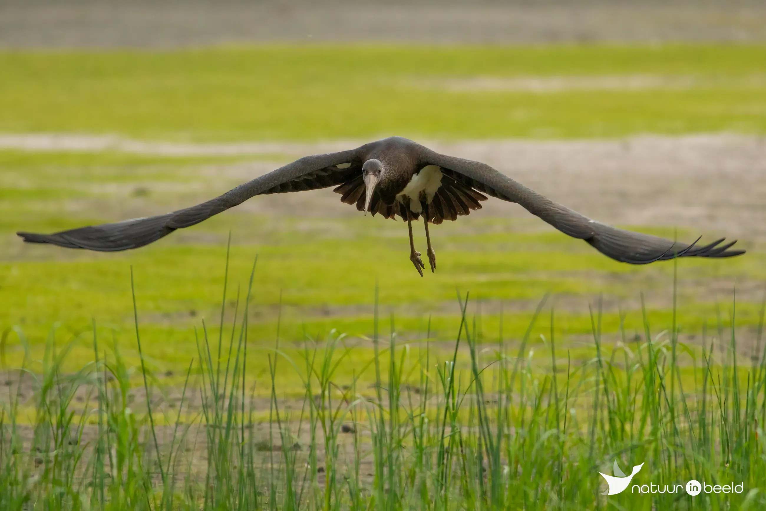 Zwarte ooievaar — natuurfoto van Johan van Beilen