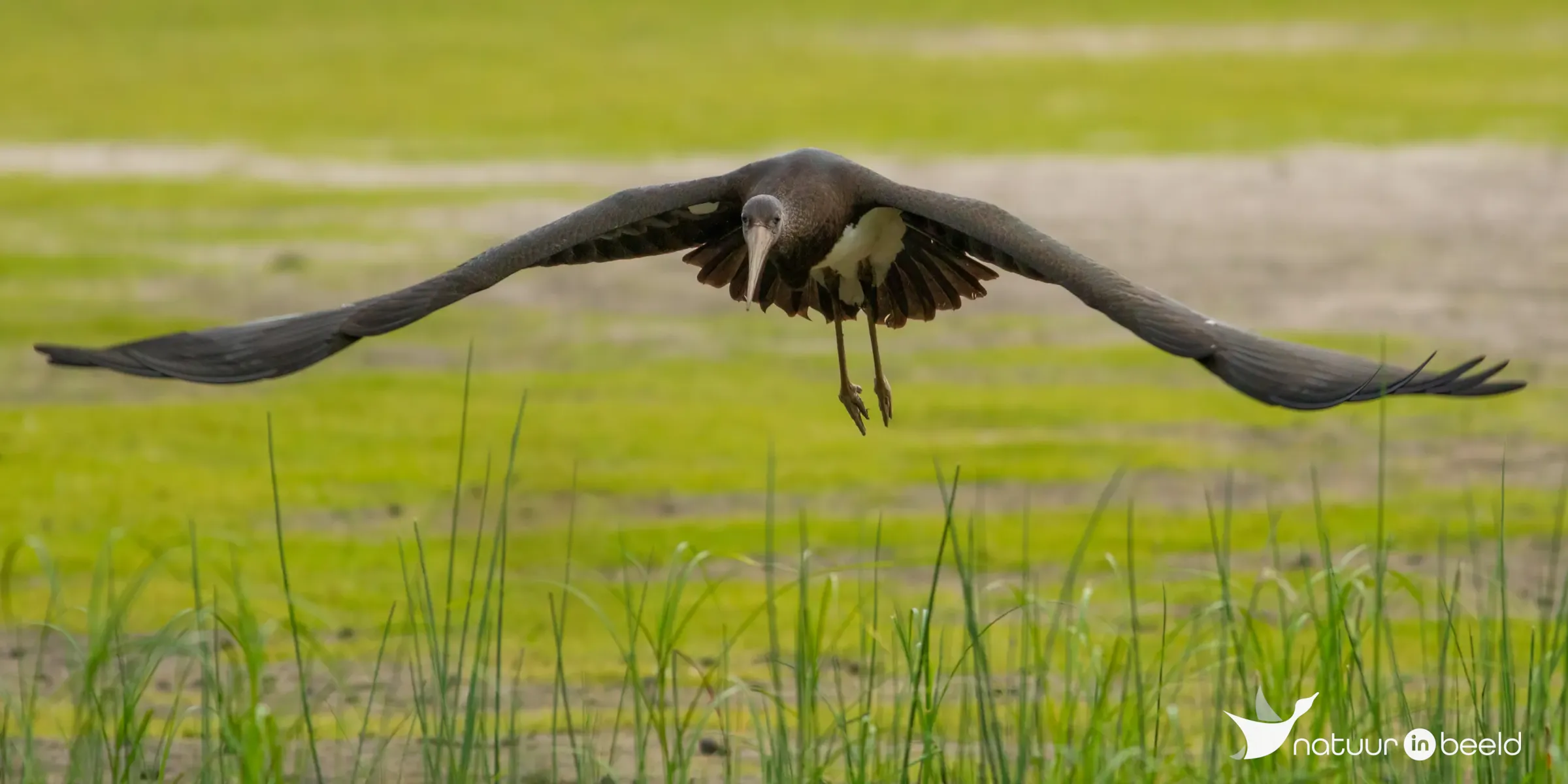 Zwarte ooievaar — natuurfoto van Johan van Beilen