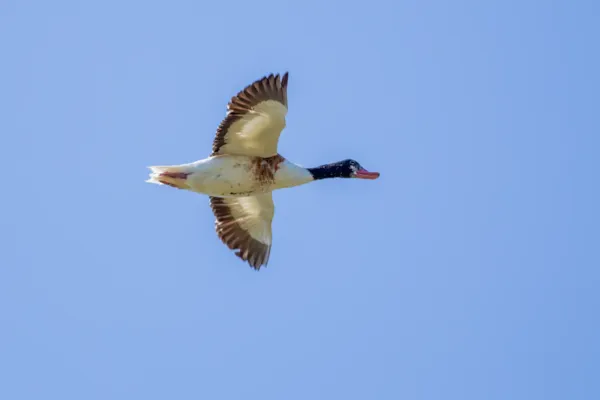 Eendvogels
