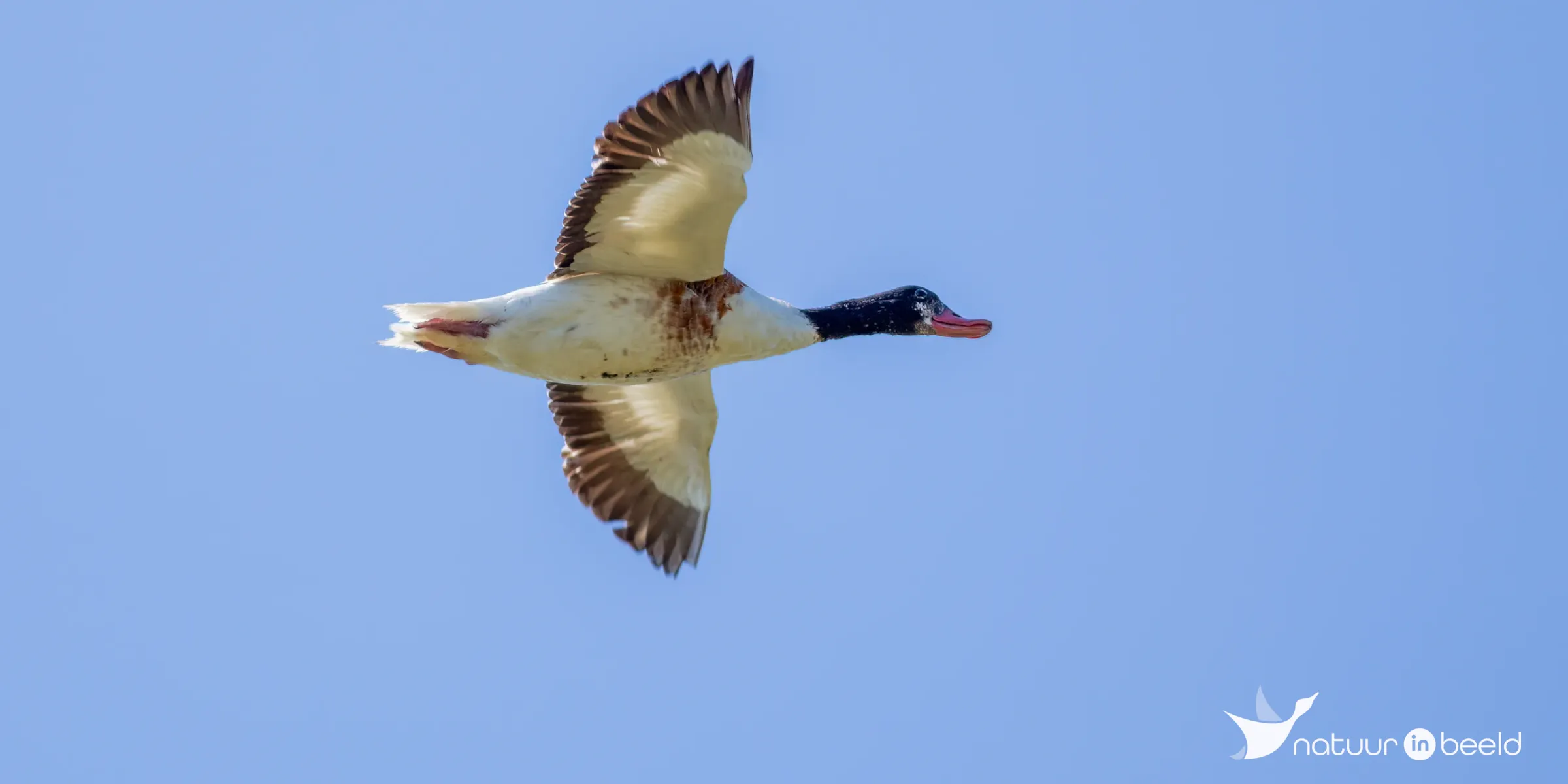 Overvliegende bergeend — natuurfoto van Johan van Beilen