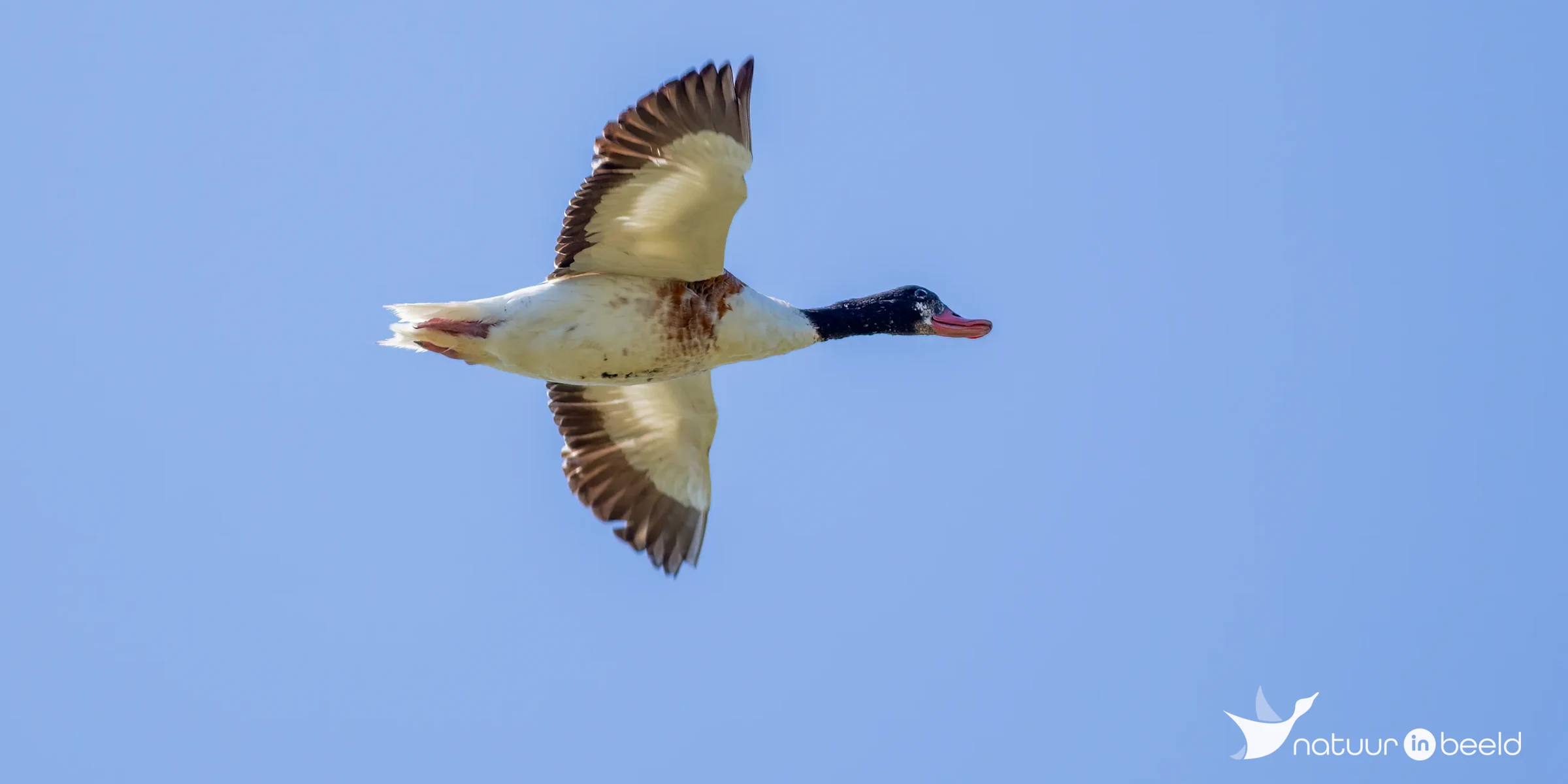 Overvliegende bergeend — natuurfoto van Johan van Beilen