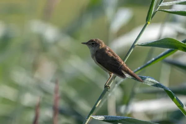 Acrocephalidae