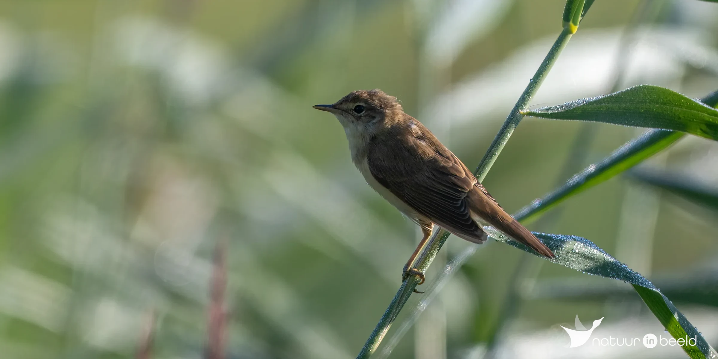 Kleine karekiet — natuurfoto van Johan van Beilen