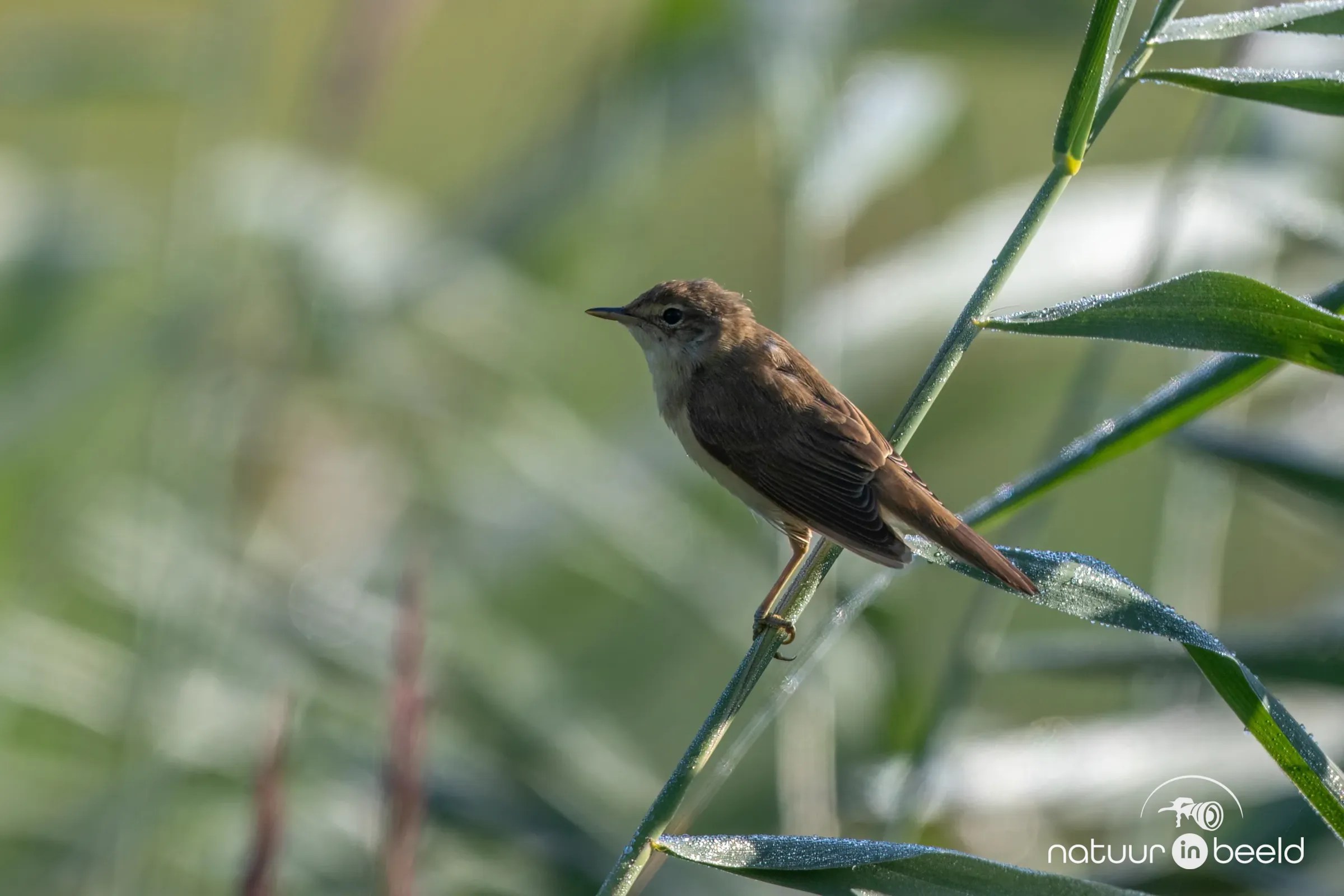 Kleine karekiet — natuurfoto van Johan van Beilen