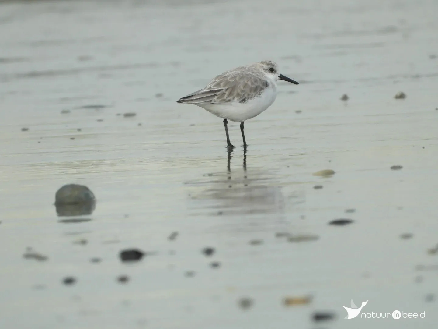 Drieteenstrandloper in Oostende — natuurfoto van Pascal Lepretre