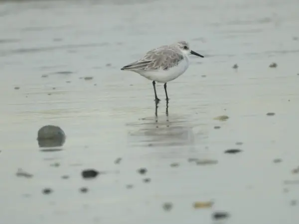 Drieteenstrandloper in Oostende