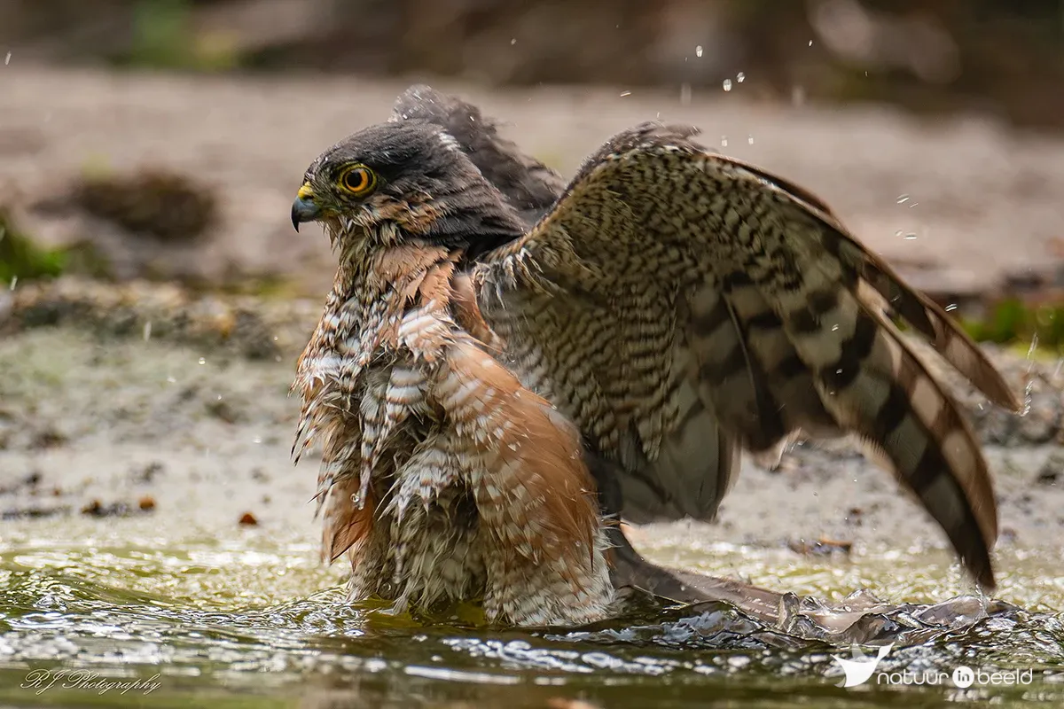 Sperwer man aan het badderen — natuurfoto van Robert  Jansen 
