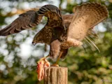 Buizerd