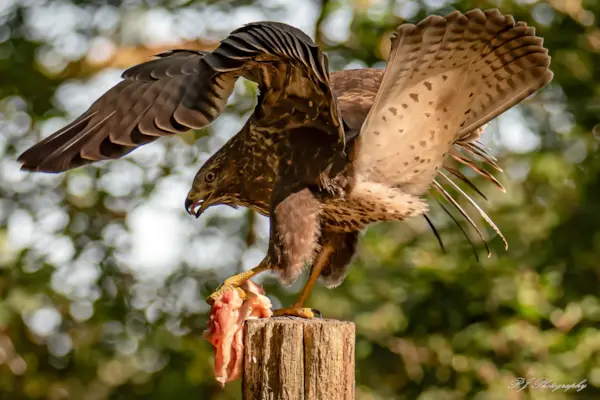 Buizerd met prooi