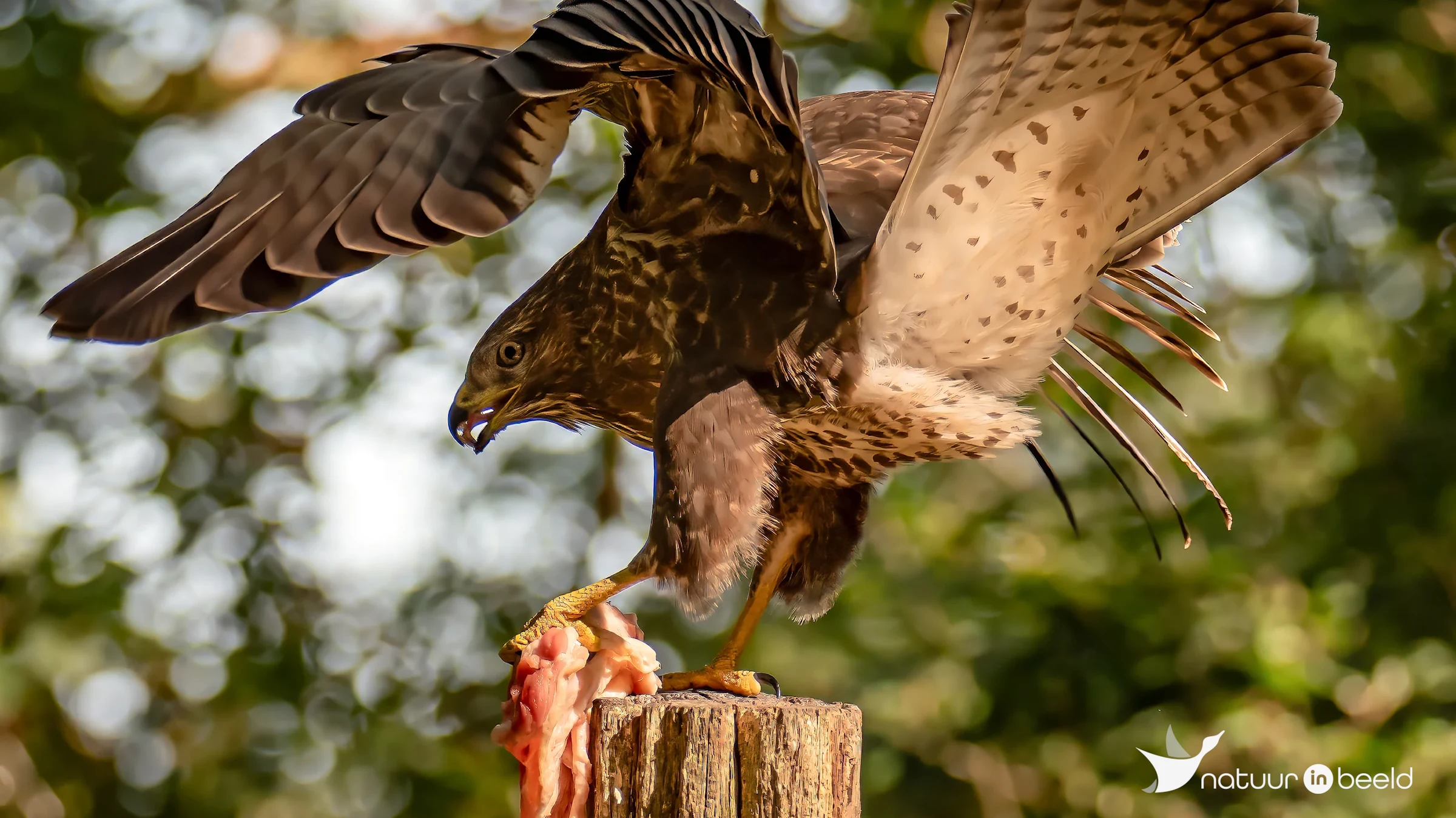 Buizerd met prooi — natuurfoto van Robert Jansen