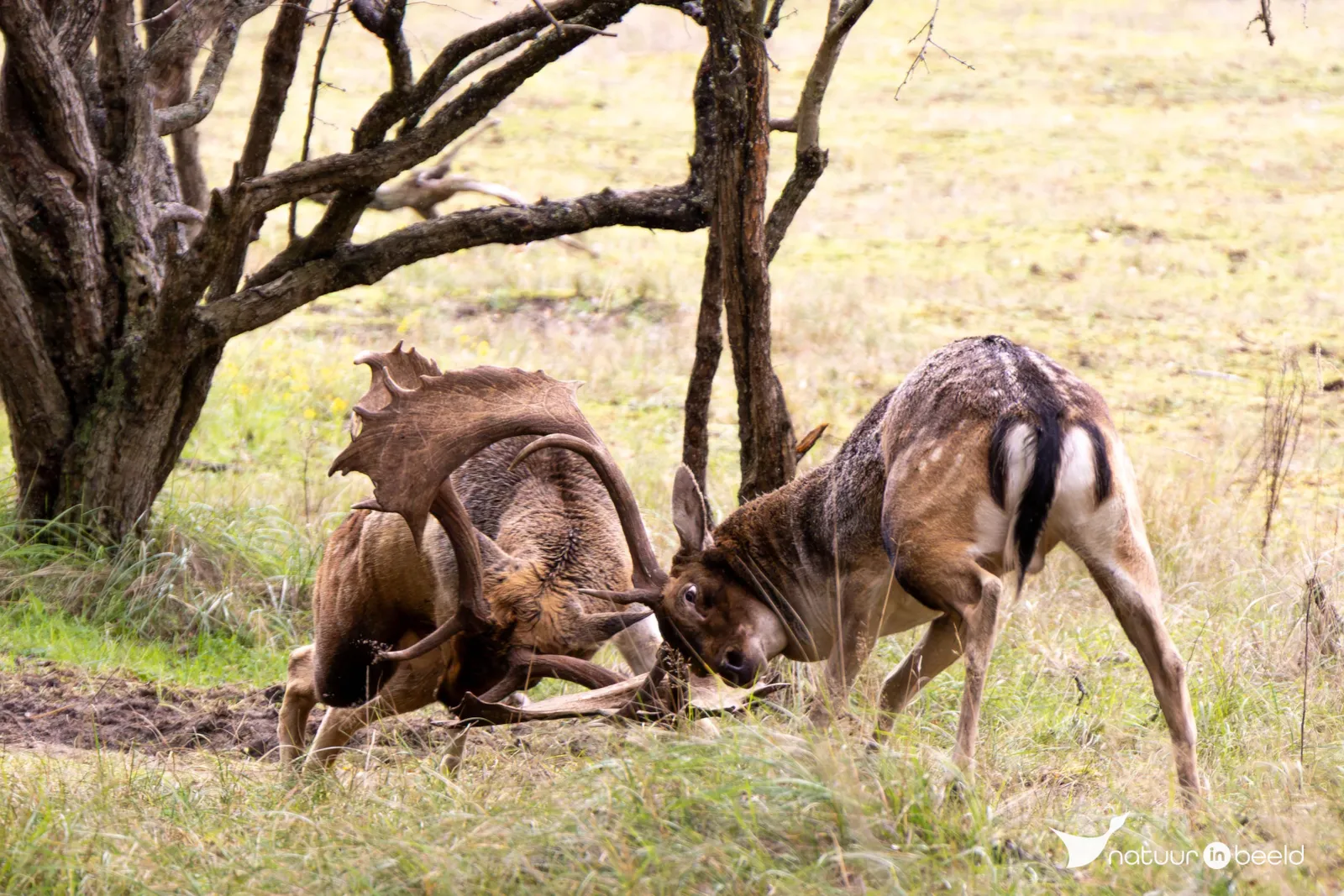 Damherten in gevecht — natuurfoto van Theo de Vries