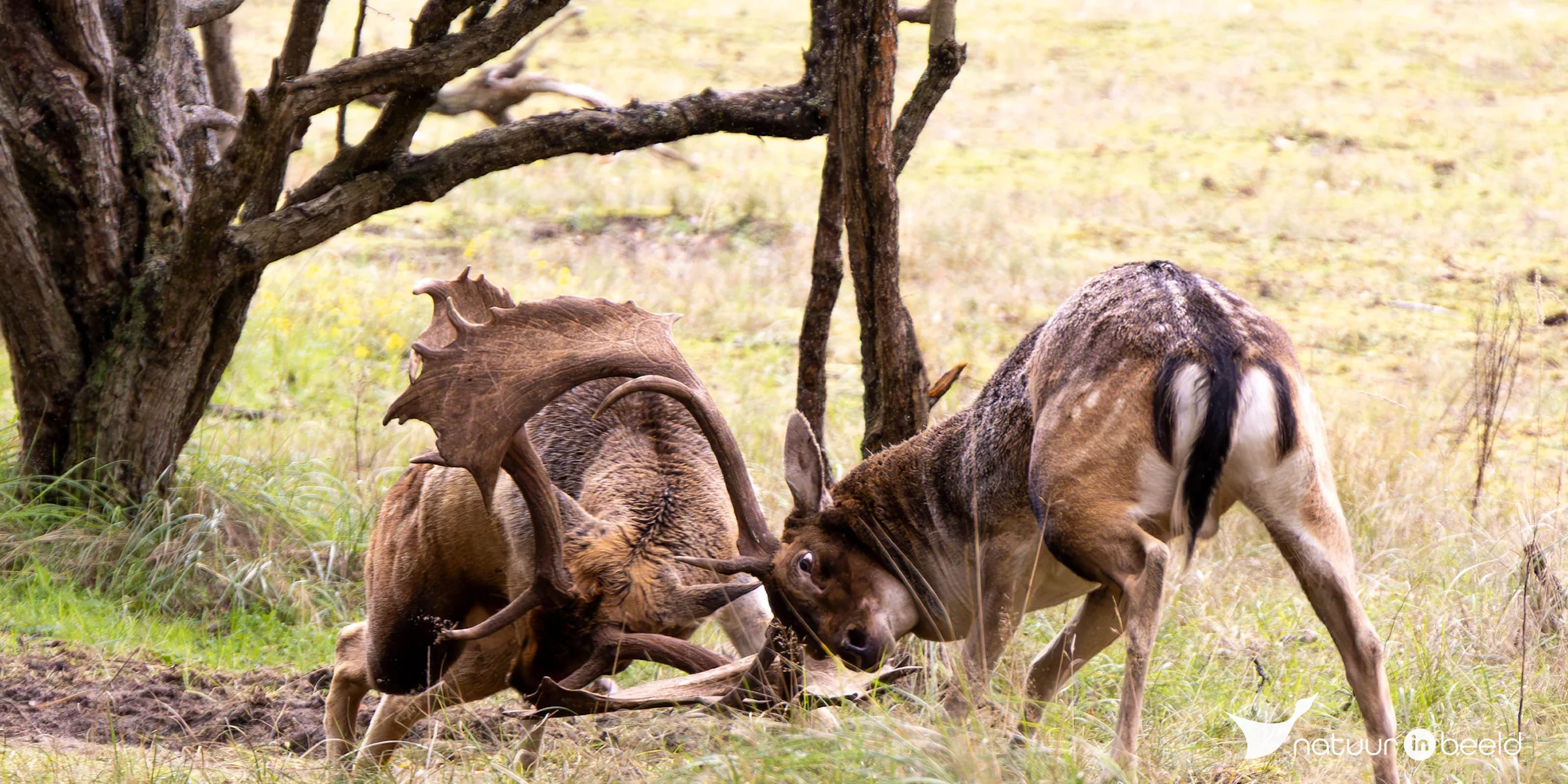 Damherten in gevecht — natuurfoto van Theo de Vries