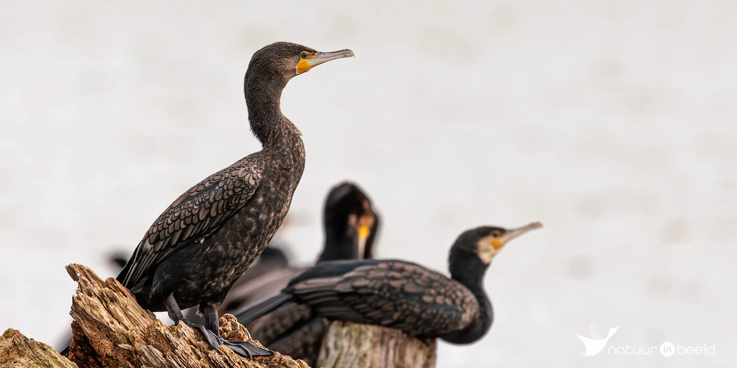 Aalscholver — natuurfoto van Theo de Vries