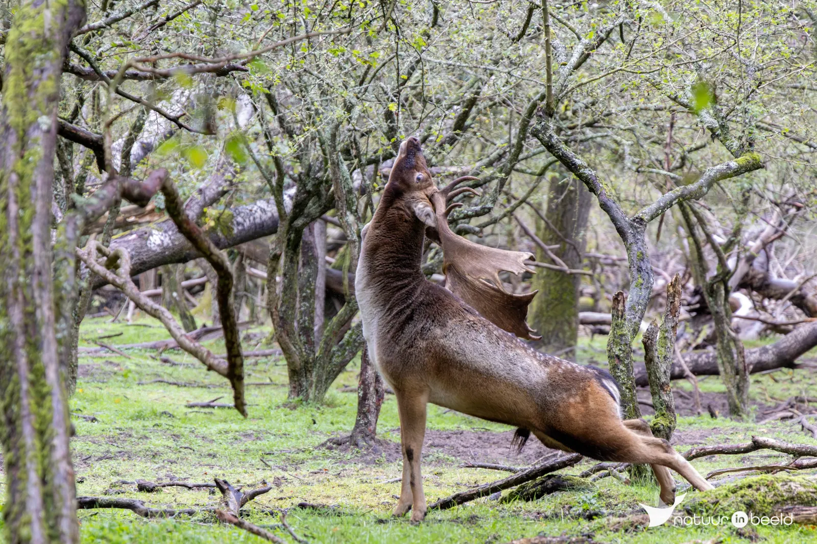 Damhert — natuurfoto van Theo de Vries