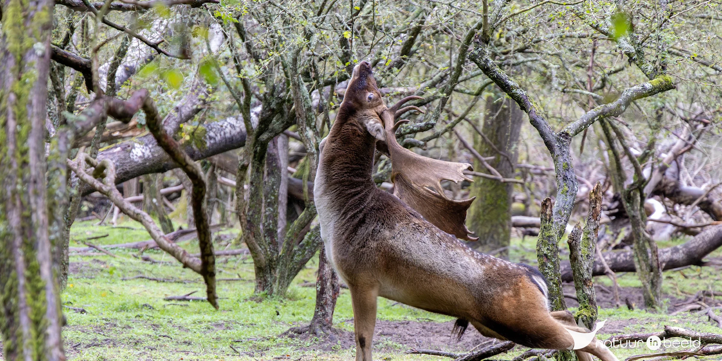 Damhert — natuurfoto van Theo de Vries