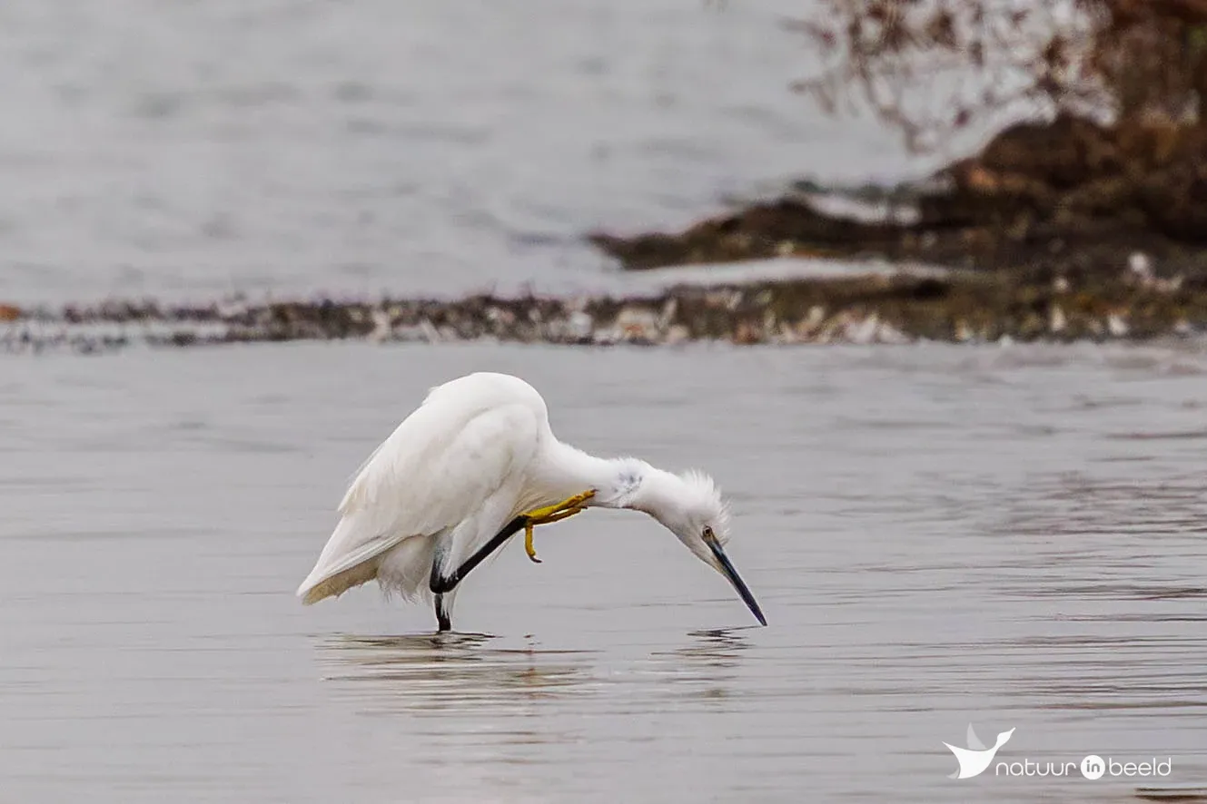 Kleine zilverreiger — natuurfoto van Theo de Vries