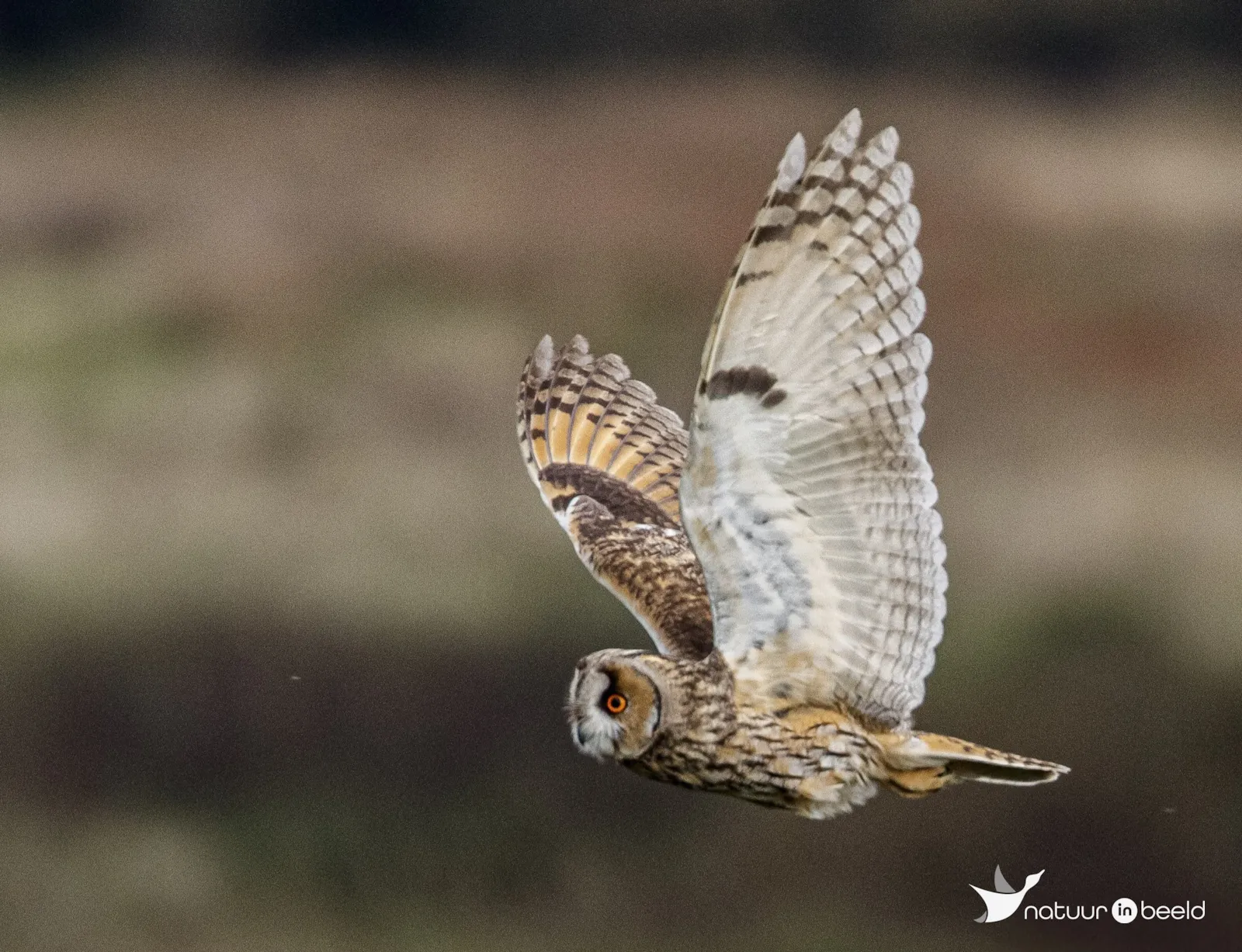 Ransuil — natuurfoto van Vancluysen Cedric