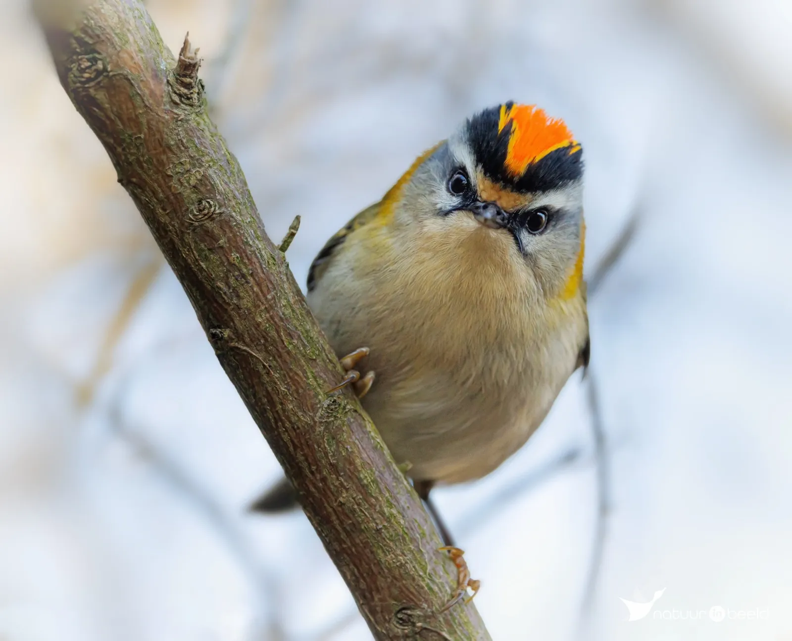 Vuurgoudhaan — natuurfoto van Vancluysen Cedric