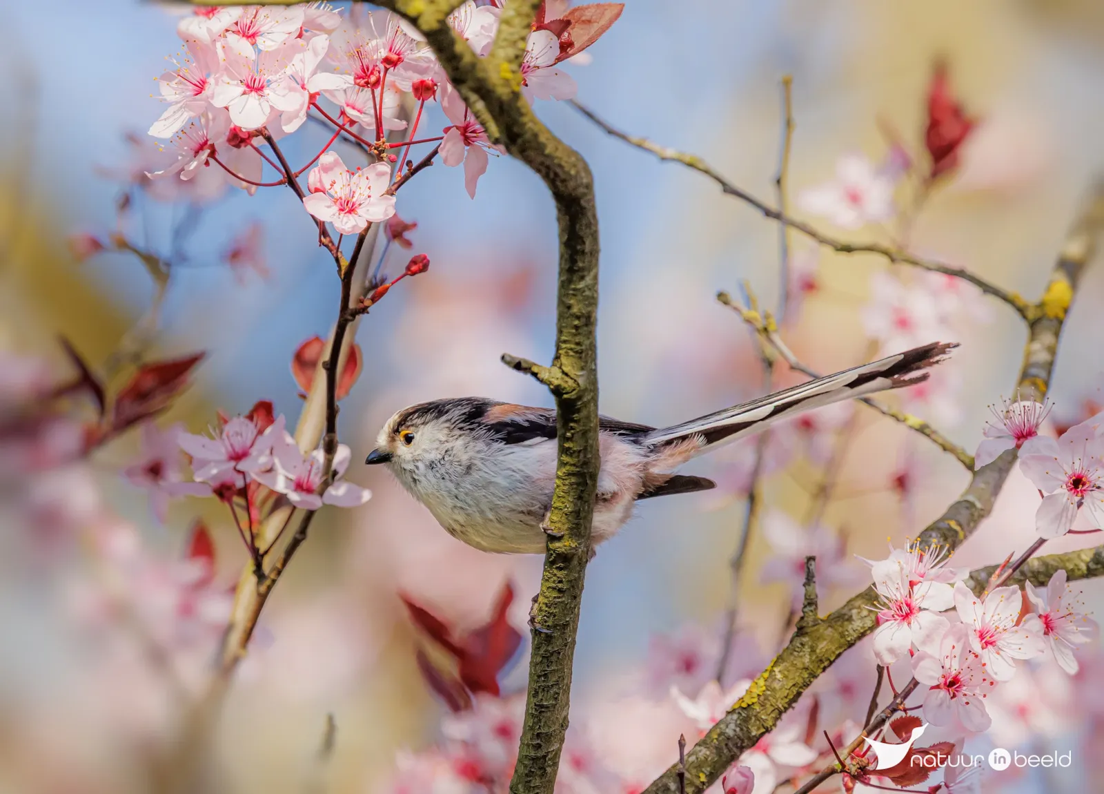 Staartmees — natuurfoto van Vancluysen Cedric