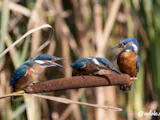 IJsvogel