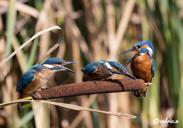 Ijsvogel