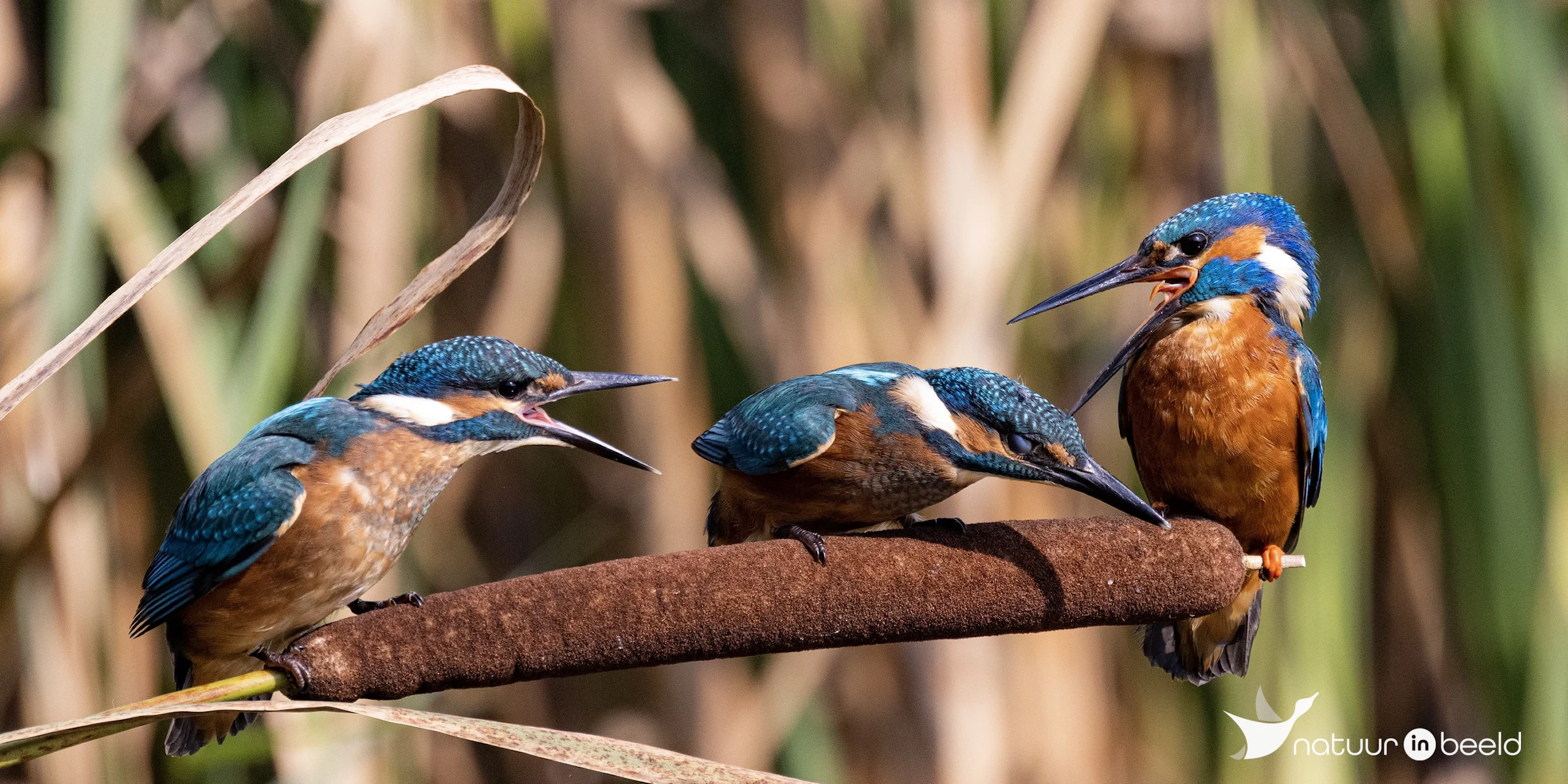 Ijsvogel — natuurfoto van Vancluysen Cedric